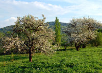 Jabłonie przy ul. Ogrodowej