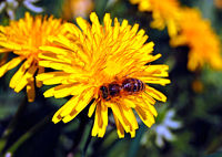 Pszczoła miodna – mniszek lekarski